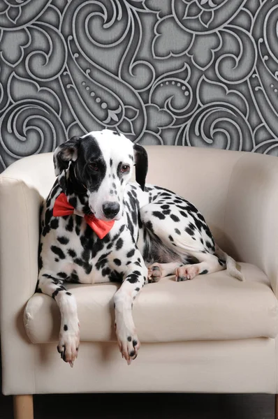 Pies dalmatyńczyk w czerwoną muszką na krześle białe wnętrza stal szary — Zdjęcie stockowe