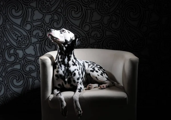 Pies dalmatyńczyk w czerwoną muszką na krześle białe wnętrza stal szary. Twarde studio oświetlenia. Artystyczny portret — Zdjęcie stockowe