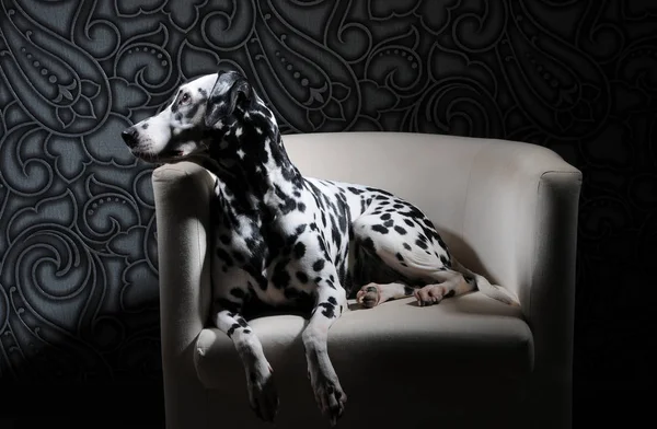 Perro dálmata con pajarita roja en una silla blanca en un interior gris acero. Iluminación de estudio dura. Retrato artístico — Foto de Stock