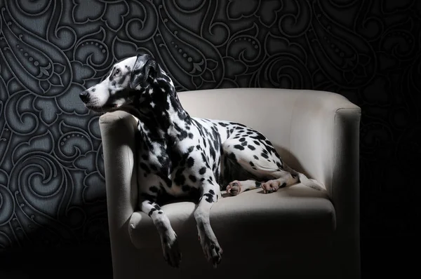 Pies dalmatyńczyk w czerwoną muszką na krześle białe wnętrza stal szary. Twarde studio oświetlenia. Artystyczny portret — Zdjęcie stockowe
