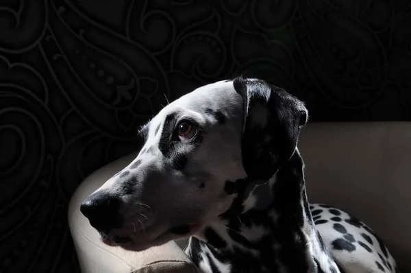 Dalmatyńskiej psów na krześle białe wnętrza stal szary. Twarde studio oświetlenia. Artystyczny portret z bliska — Zdjęcie stockowe