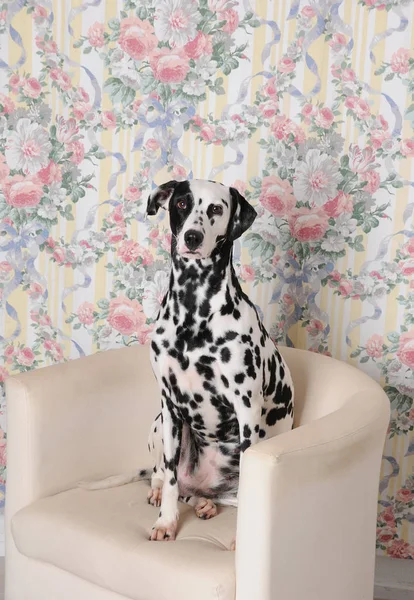 Dalmatyńskiej psów na krześle biały w jasne wnętrze Shabby. Wall kwiat. Obiekty retro, vintage wystrój — Zdjęcie stockowe