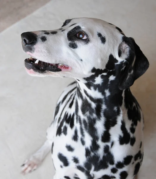 Dalmacia perro de cerca retrato — Foto de Stock