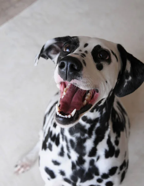 Dalmacia perro de cerca retrato — Foto de Stock