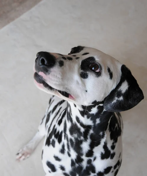 肖像画をすぐダルメシアン犬 — ストック写真