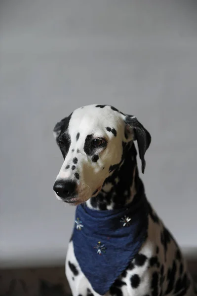 Pies dalmatyńczyk w dżinsy krawat. Portret na jasnym tle z wolnego miejsca dla tekstu lub projekt — Zdjęcie stockowe