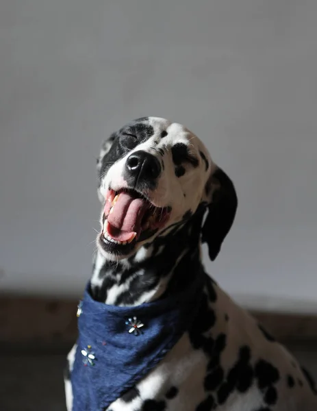 ジーンズ クラバットでダルメシアン犬。テキストやデザインのための空き領域を持つ明るい背景の肖像画 — ストック写真