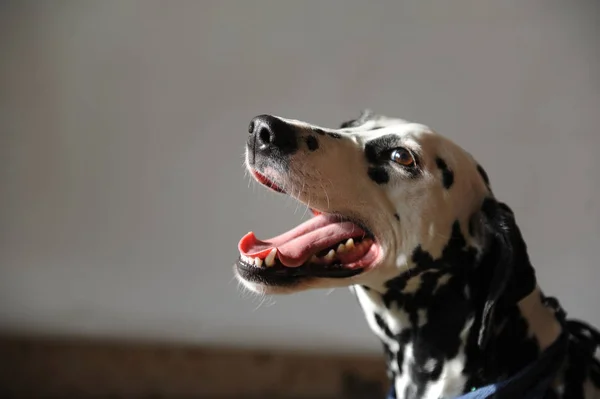 Pies dalmatyńczyk w dżinsy krawat. Portret na jasnym tle z wolnego miejsca dla tekstu lub projekt — Zdjęcie stockowe