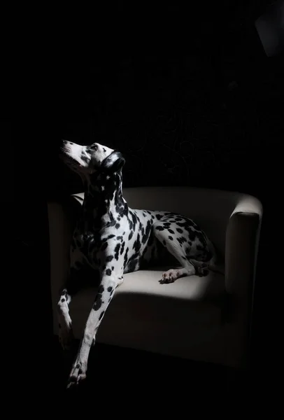 Perro dálmata en una silla blanca en un interior gris acero. Iluminación de estudio dura. Retrato artístico — Foto de Stock