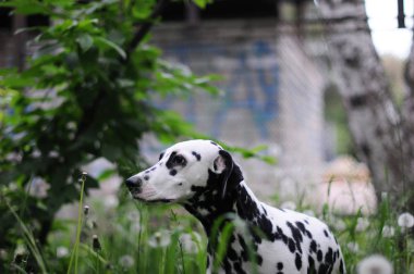 Yeşil doğanın bir arka plan üzerinde Dalmaçya köpeği