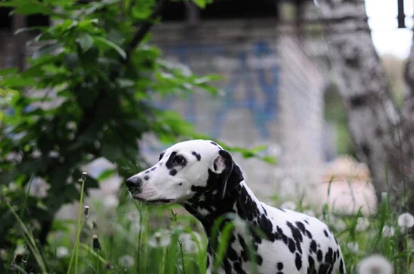 Perro dálmata sobre un fondo de naturaleza verde — Foto de Stock