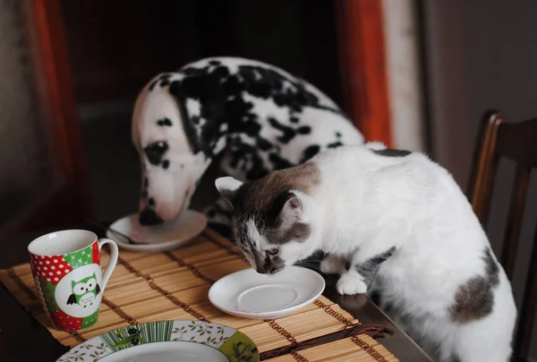 Blanco esponjoso gato y perro dálmata lamer los platos sobre la mesa —  Fotos de Stock