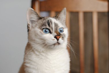 Mavi gözlü beyaz pofuduk kedi. Yakın portre