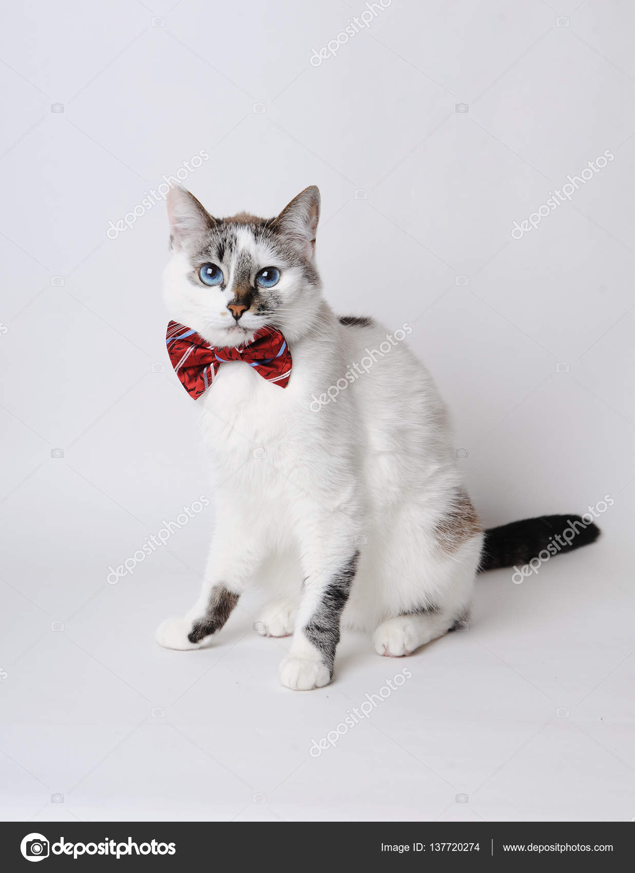 Chat Blanc Aux Yeux Bleus Moelleux Dans Un Nœud Papillon Elegant Sur Un Fond Clair Image Libre De Droit Par Sorockina C Chat Blanc Aux Yeux Bleus Moelleux Dans Un Nœud Papillon Elegant Sur Un Fond Clair Image Libre De Droit Par Sorockina C