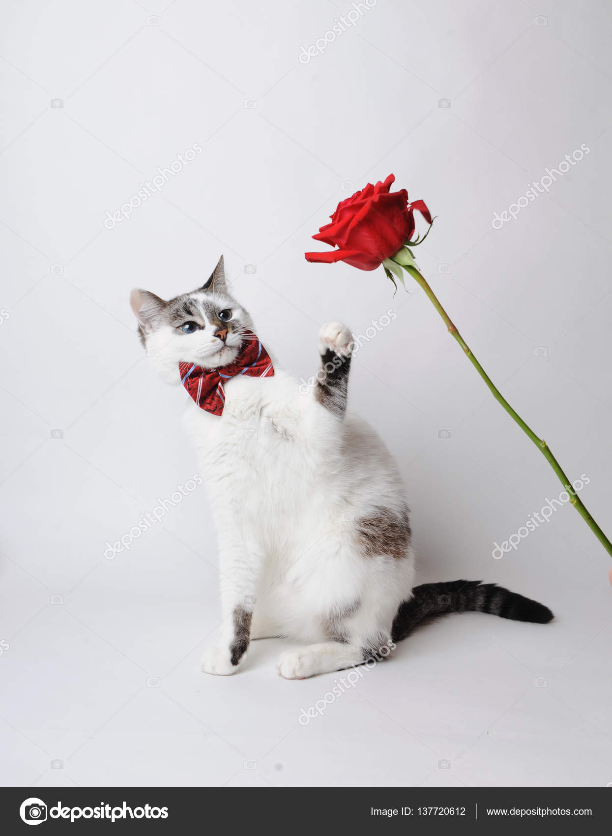 Moelleux Aux Yeux Bleus Chat Blanc Dans Un élégant Noeud
