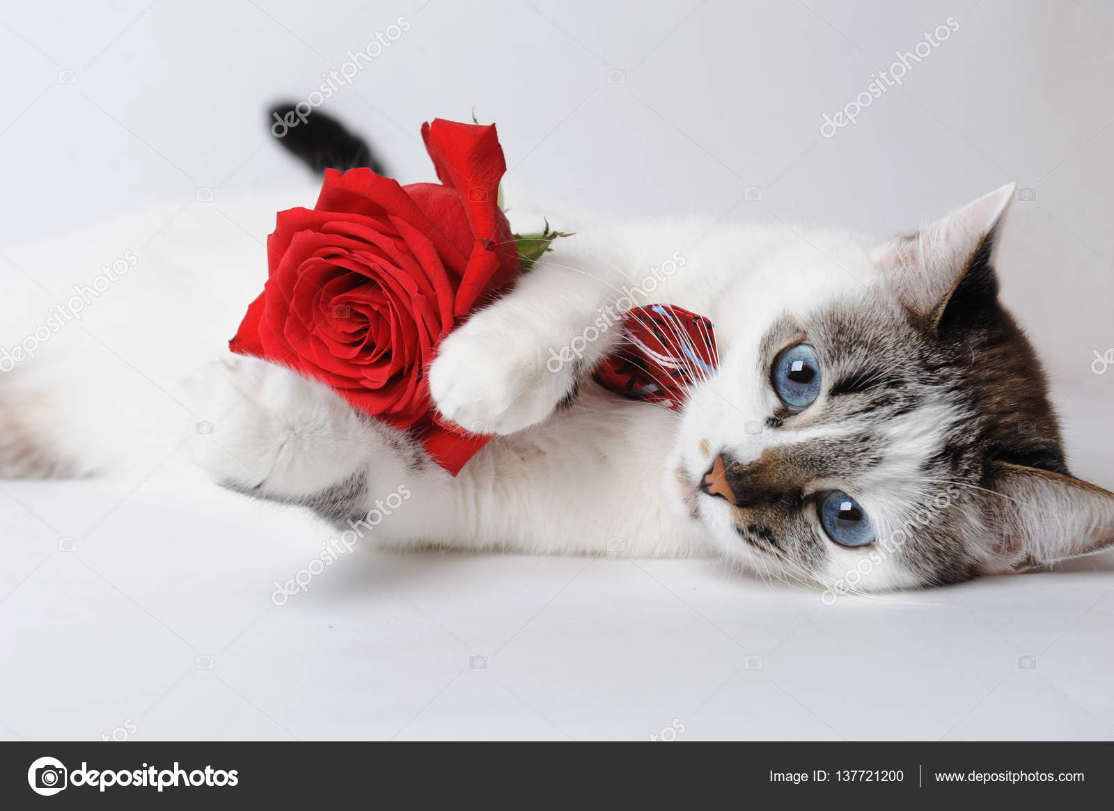 Moelleux Aux Yeux Bleus Chat Blanc Dans Un élégant Noeud