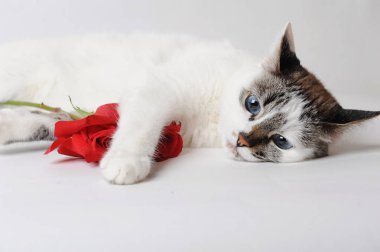 Işık arka plan üzerinde beyaz kabarık kedi mavi gözlü yalan ve kollarında bir kırmızı gül tutan