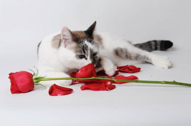 Beyaz kabarık mavi gözlü kedi zarif bir poz beyaz zemin üzerine kırmızı bir gül ve yaprakları ile yalan