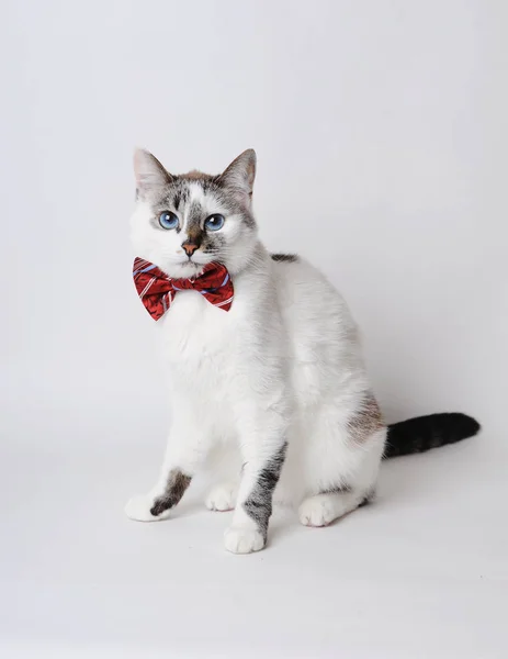 Bianco soffice gatto dagli occhi azzurri in un elegante papillon su uno sfondo leggero — Foto Stock
