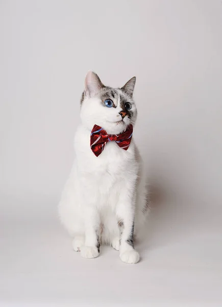 Белый пушистый голубоглазый кот в стильной бабочке на светлом фоне — стоковое фото