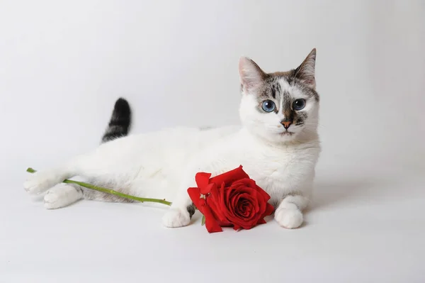 Белый пушистый голубоглазый кот лежит на светлом фоне и держит красную розу в руках Стоковая Картинка