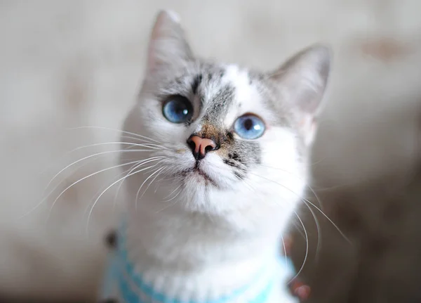 Μπλε-eyed λευκό γάτα σε ένα κοντινό πλάνο μπλε πουλόβερ. Η μύτη είναι στο επίκεντρο — Φωτογραφία Αρχείου