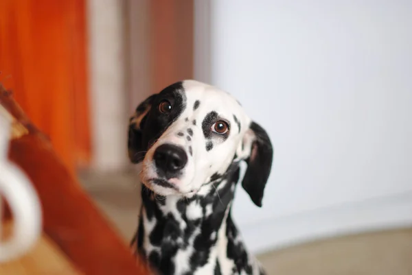 Perro dálmata sobre un fondo de cocina luminosa junto a la mesa. Retrato — Foto de Stock