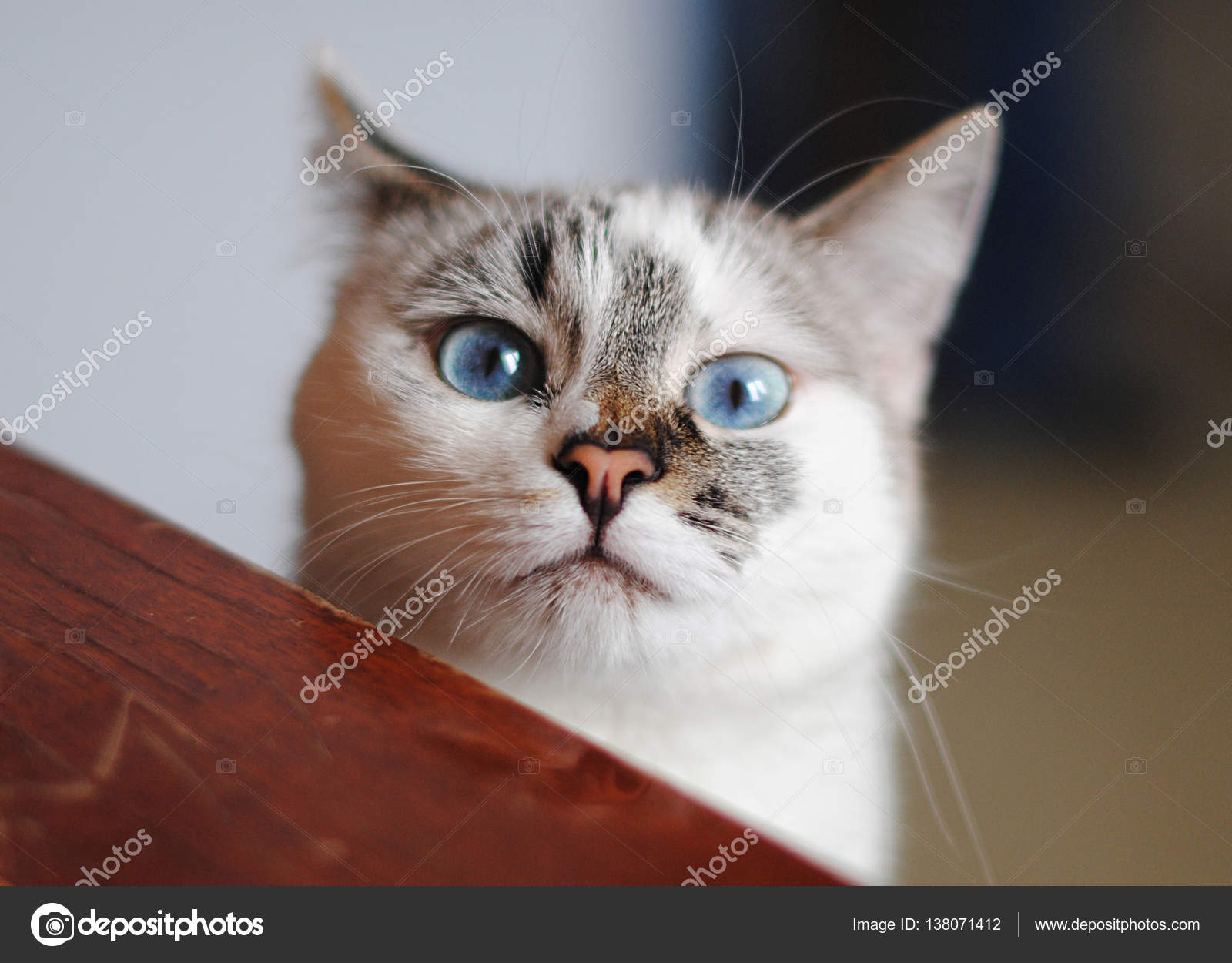 White Fluffy Cat Looks Fun On A Dining Table Close Up Portrait White Fluffy Cat Looks Fun On A Dining Table Close Up Portrait Stock