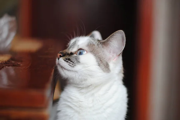 White fluffy cat looks fun on a dining table. Close-up portrait