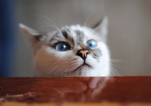 Gato blanco esponjoso se ve divertido en una mesa de comedor. Retrato de primer plano —  Fotos de Stock