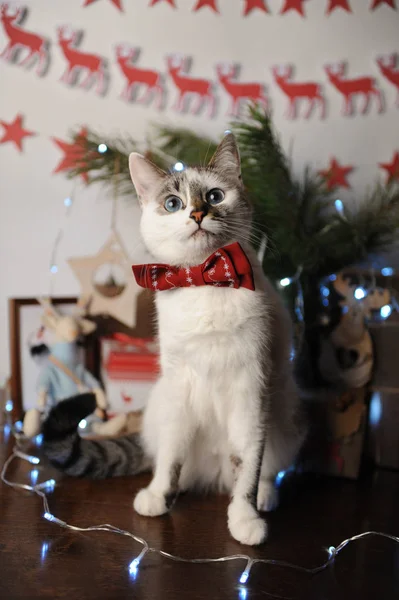 Biały pushstny oczach kot w Burgundii muszka z haftowanym wzorem we wnętrzu nowego roku. Dekoracje na Boże Narodzenie — Zdjęcie stockowe