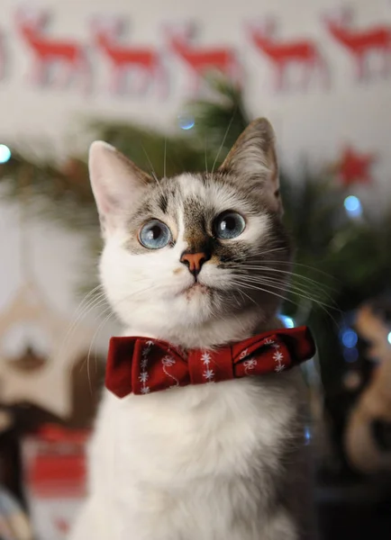 新年のインテリアの刺繍パターンでブルゴーニュの蝶ネクタイで白 pushstny 目猫。クリスマスの装飾 — ストック写真