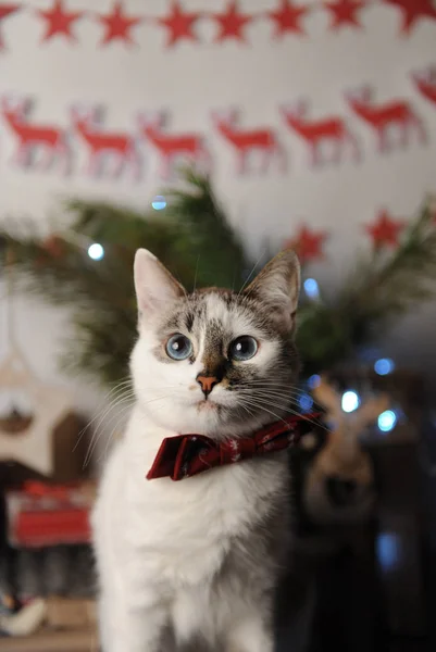 Witte pushstny eyed kat in een donkerrood vlinderdas met geborduurd patroon in een New Year's interieur. Kerstversiering — Stockfoto