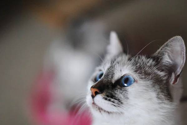 Chat blanc aux yeux bleus moelleux. Portrait rapproché — Photo