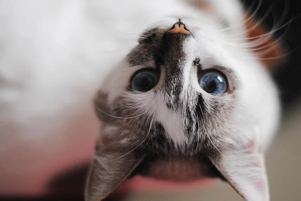 Chat blanc aux yeux bleus moelleux. Portrait fermé à l'envers — Photo