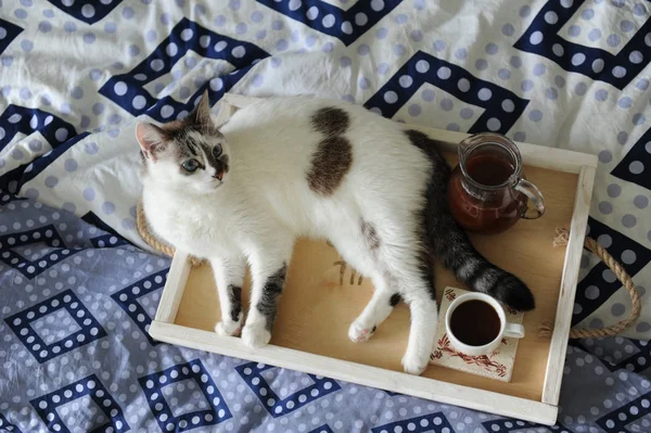 Frukost på sängen. Tillbringare och en kopp kaffe på en träbricka som är handgjorda. Vit katt på blå linne — Stockfoto