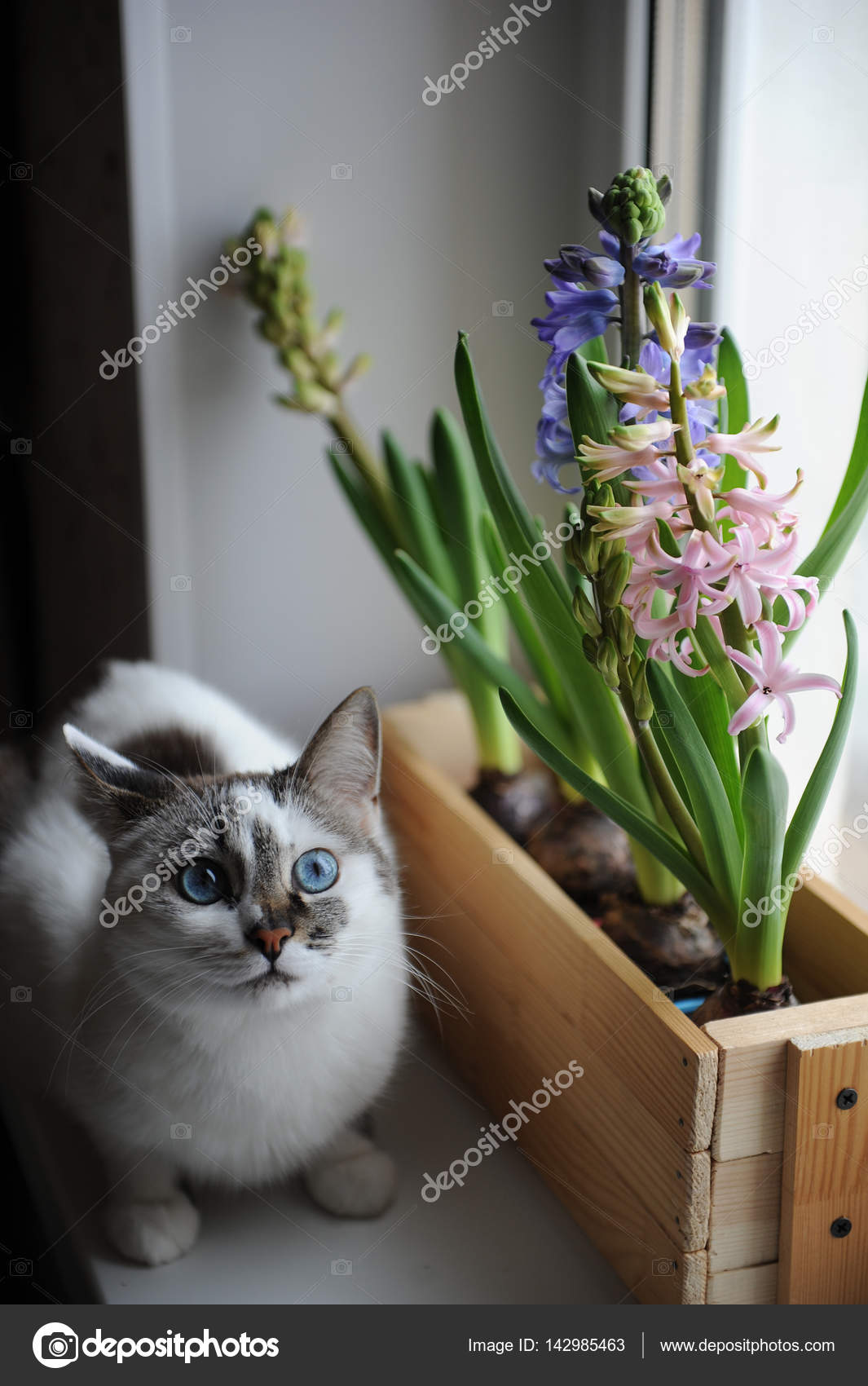 Weiße Katze Mit Blauen Augen Und Zarten Hyazinthe