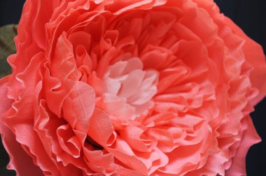 Huge Büyüme nazik çiçek Şakayık kağıt yakın çekim