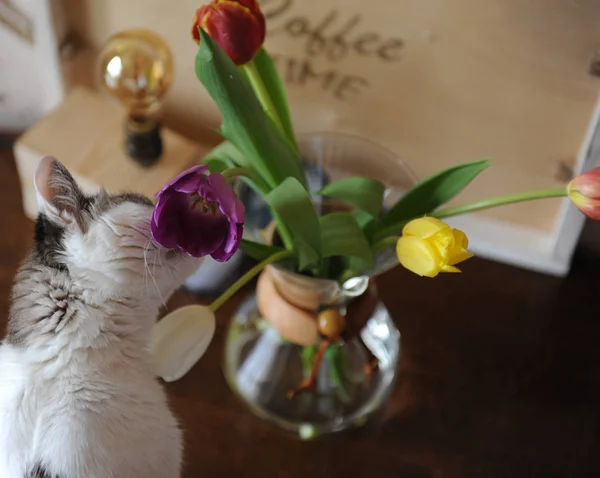 Blommor tulpaner i en glasbehållare för att brygga kaffe i en vas. — Stockfoto