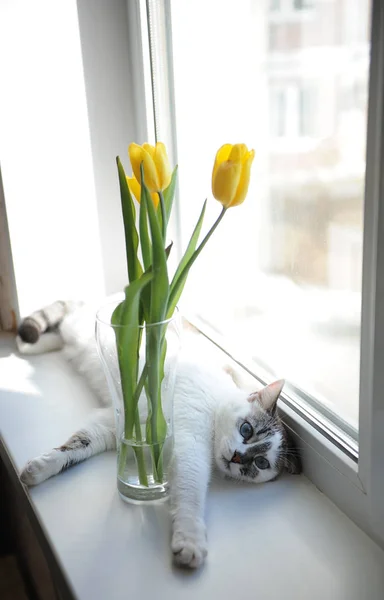 Gato blanco esponjoso y ramo de flores tulipanes amarillos en un jarrón de vidrio en un alféizar de ventana — Foto de Stock