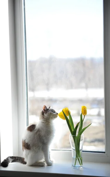 Fehér bolyhos macska és egy üveg váza egy ablakpárkányon virágok sárga tulipán csokor — Stock Fotó