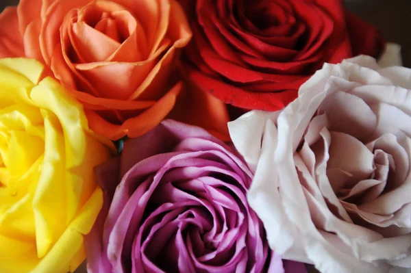 Florale achtergrond. Textuur van meerkleurige rozen closeup — Stockfoto