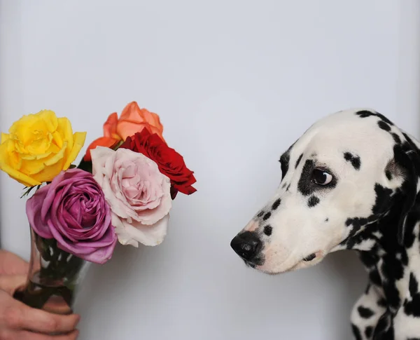 Perro dálmata y ramo de rosas en un jarrón de vidrio. Fondo blanco, espacio libre para el diseño — Foto de Stock