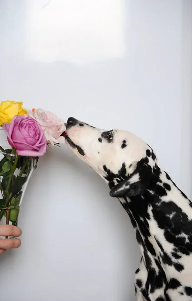 Dalmatyńskiej psów i bukiet róże w wazonie szkła. Białe tło, ilość wolnego miejsca dla projektu — Zdjęcie stockowe