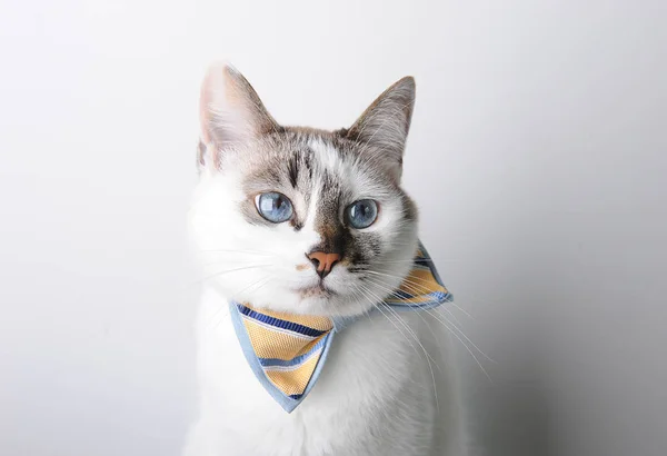 Branco gato de olhos azuis em um laço gravata em um fundo branco, retrato — Fotografia de Stock