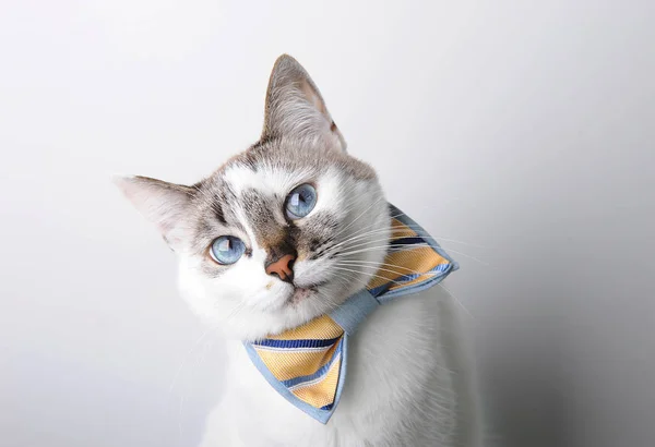Branco gato de olhos azuis em um laço gravata em um fundo branco, retrato, expressão interessada — Fotografia de Stock