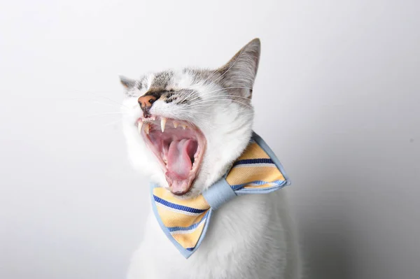 Белый голубоглазый кот в бабочке на белом фоне, зевает или смеется — стоковое фото