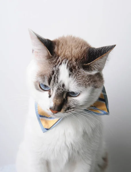 Белый голубоглазый кот в бабочке на белом фоне, грустно или задумчиво опустил голову — стоковое фото