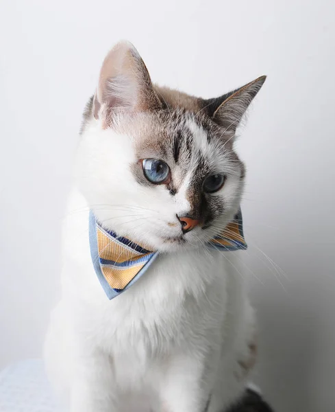 Gato blanco de ojos azules con pajarita sobre fondo blanco, retrato mirando hacia otro lado — Foto de Stock