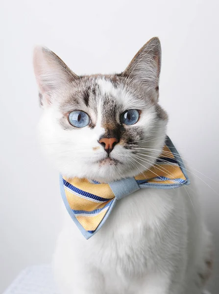 Branco gato de olhos azuis em um laço gravata em um fundo branco, retrato — Fotografia de Stock